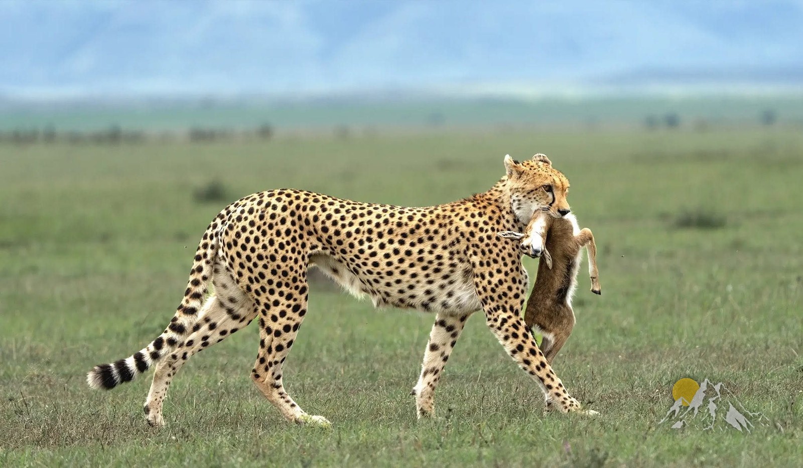 16 Days Kilimanjaro, Serengeti & Zanzibar — Summit, Safari, Sea Tour Gallery (86) 1