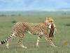 16 Days Kilimanjaro, Serengeti & Zanzibar — Summit, Safari, Sea Tour Gallery (86) 1