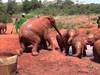 1 Day - Nairobi City Tour (Elephant Orphanage, Giraffe Center, Karen Blixen Museum) Tour Gallery (92) 1