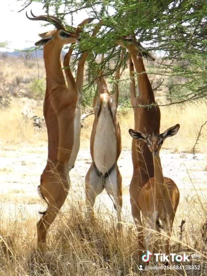 7 Days Safari-Samburu lake nakuru and masai mara adventures Tour Gallery (64) 2