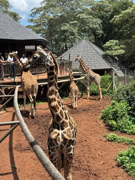 1 Day - Nairobi City Tour (Elephant Orphanage, Giraffe Center, Karen Blixen Museum) Tour Gallery (92) 2