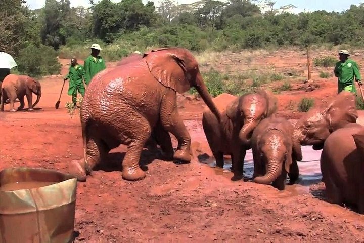 1 Day - Nairobi City Tour (Elephant Orphanage, Giraffe Center, Karen Blixen Museum) Tour Gallery (92) 1