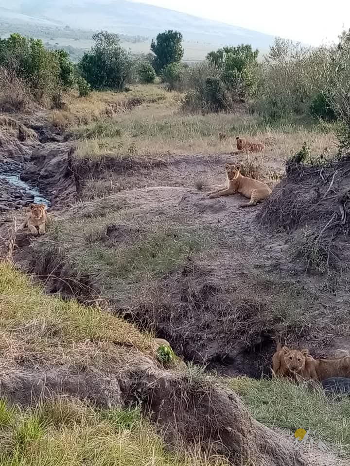 5-Days masaai mara adventure and amboseli safari