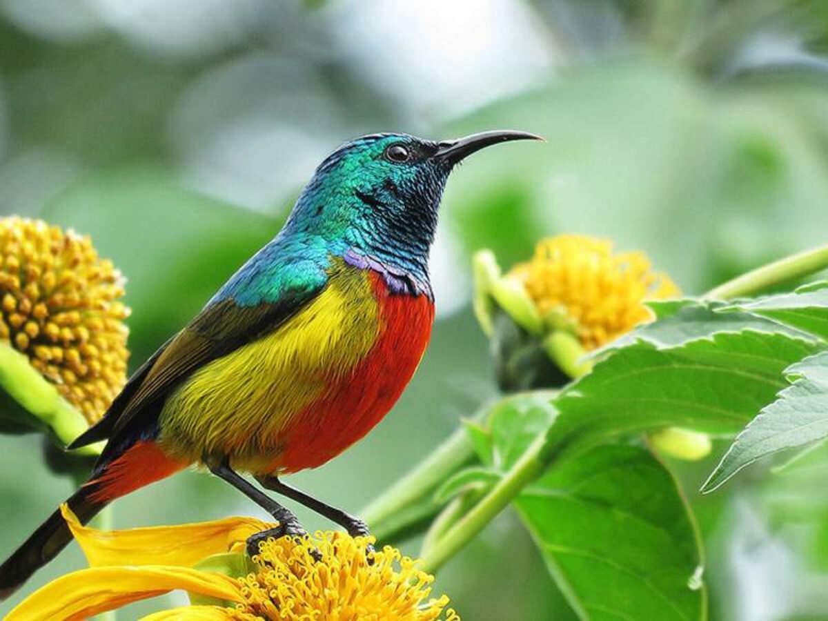 3 Days Lake Nakuru & Naivasha Birding Safari