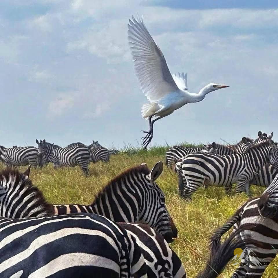 3-days daily-maasai mara group joining departures