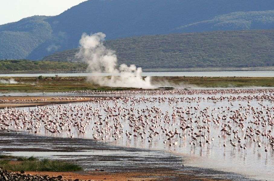Lake Nakuru Flamingo Safari