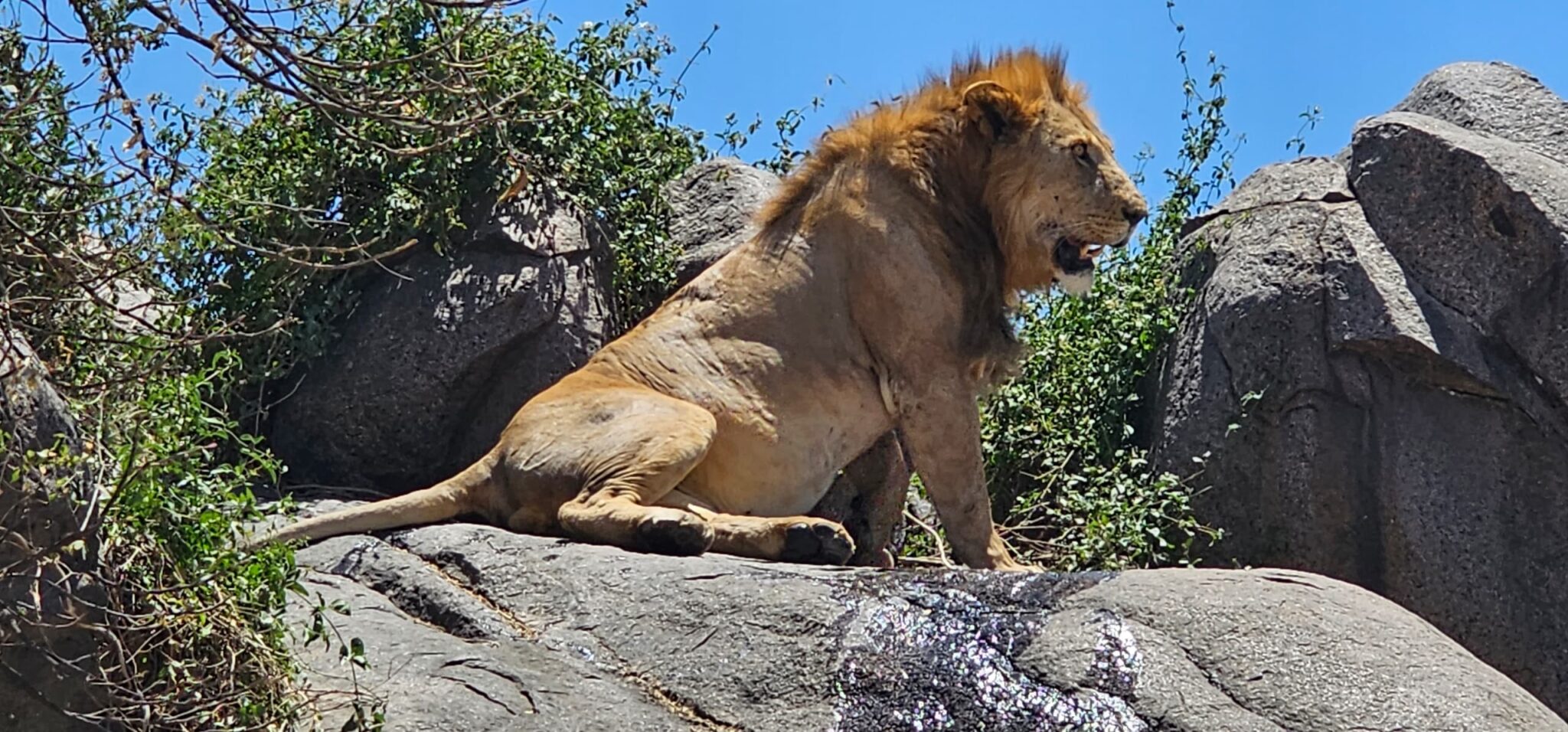Tanzania Northern Circuit Grand Safari