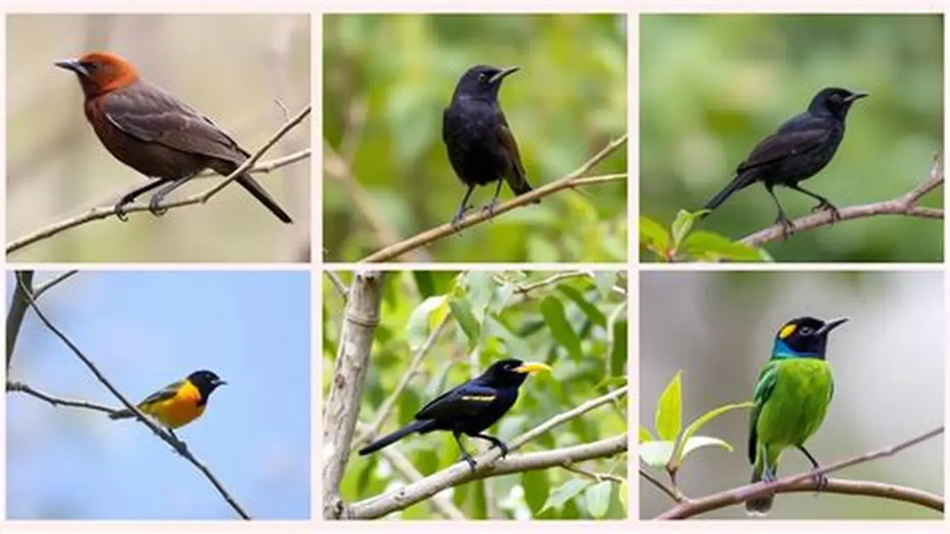 Kenya Birding Safari