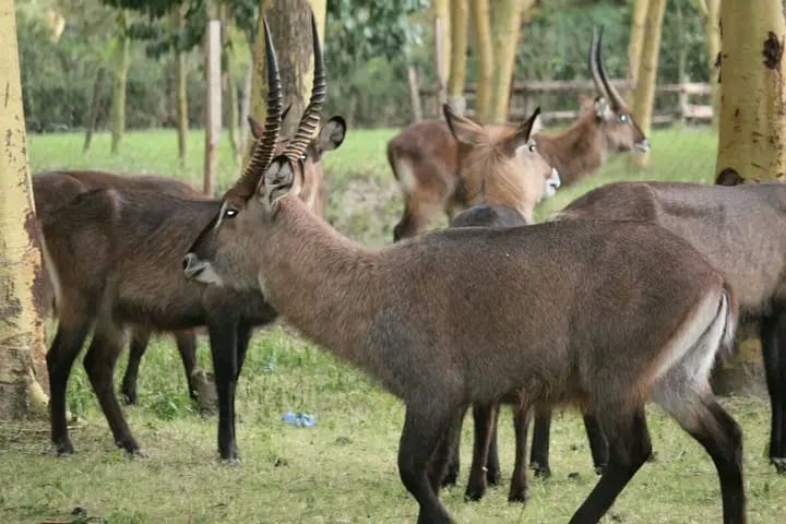 Kenya Big Three: Mara, Nakuru & Amboseli Safari