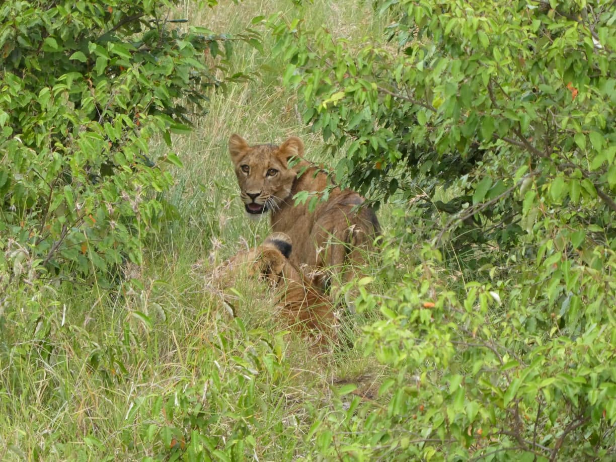 8 Days mountkenya trekking and samburu wildlife reserve