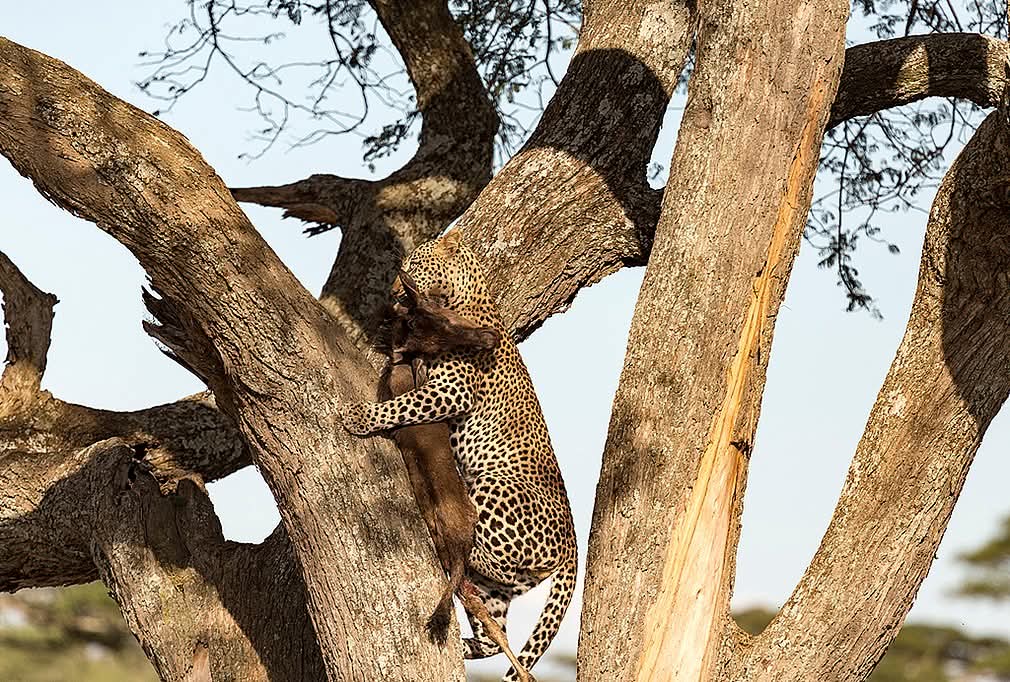 Serengeti Migration Tracking Safari