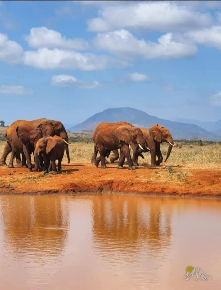 4 Days Amboseli-Tsavo east adventure safari