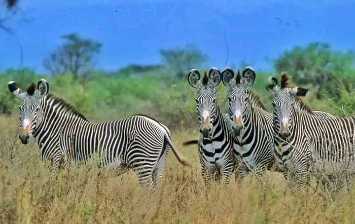 13 Days 12 nights Kenya wildlife holiday tour-family holiday safari